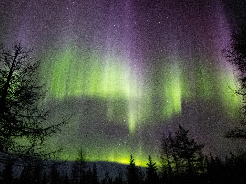 Grüne und violette Polarlichter am Nachthimmel über dunklen Baumkronen in Ruka, Finnisch-Lappland.
