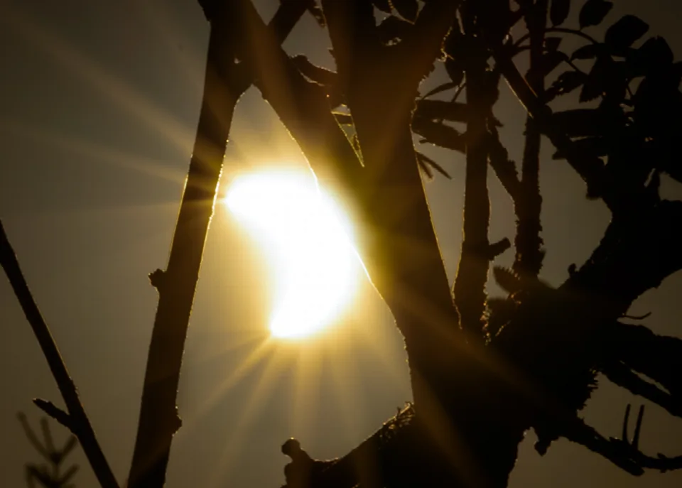 Partielle Sonnenfinsternis hinter dunklen Ästen auf der Hornisgrinde im Schwarzwald am 12. August 2026.