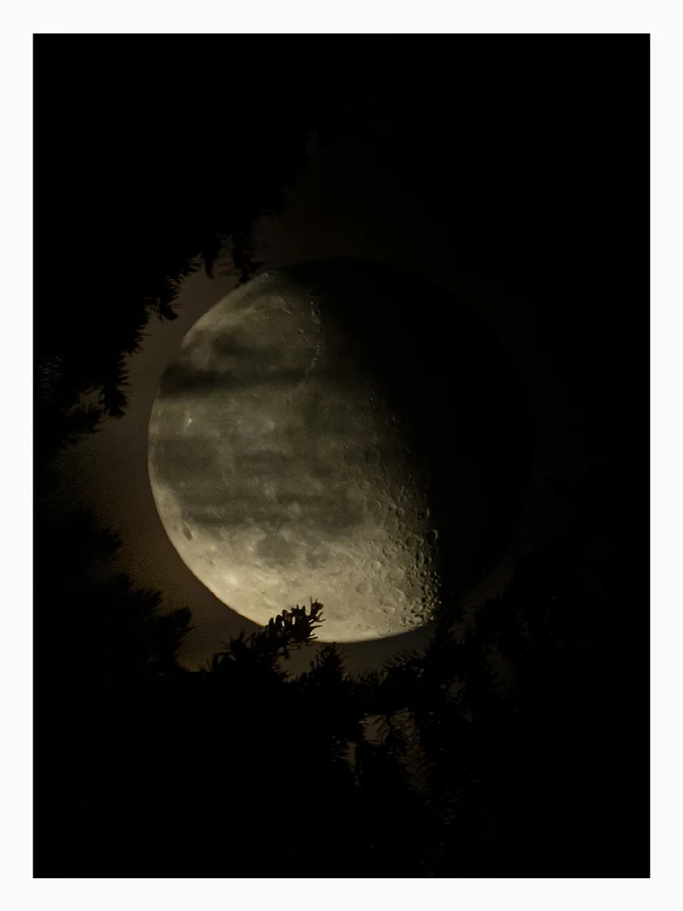 Abnehmender Mond mit etwa zwei Dritteln beleuchteter Oberfläche hinter dunklen Baumzweigen am Nachthimmel.