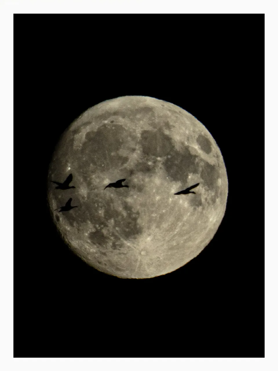 Nahaufnahme des zunehmenden Mondes am Himmel, vor dessen heller Oberfläche eine Gruppe fliegender Vögel vorbeizieht.
